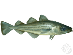 Atlantic Tomcod